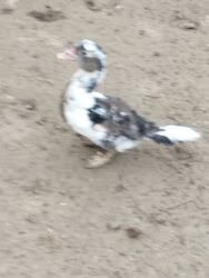 Digər quşlar: 8 ədəd lal ördək satılır.Unvan Biləsuvar .Qiymət 50 manat.2-3 aylıq — 4