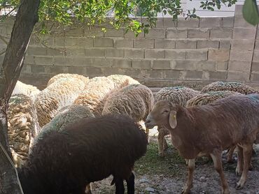Бараны, овцы: Продаю | Овца (самка), Ягненок | Гиссарская, Полукровка, Меринос | На забой, Для разведения, Для шерсти | Кастрированные, Матка