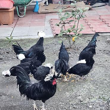 Toyuqlar: Toyuq, Damazlıq — 7