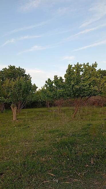 Həyət evləri və villaların satışı: - Məkan: həyətyanı sahəsi olan fərdi yaşayış evi - Ümumi planlama: bir — 10