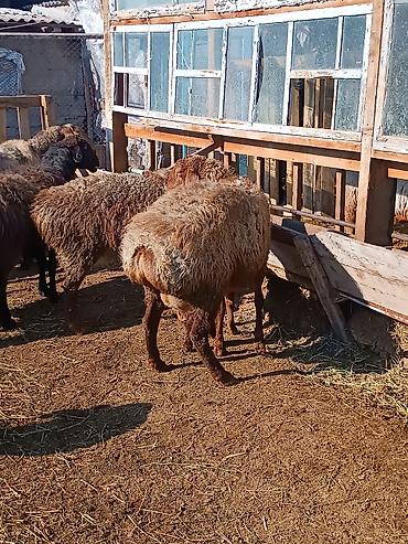 Баран, овца: Продаю | Ягненок | На забой | Племенные — 16