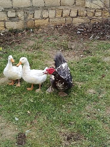 Ördəklər: Erkək, | Lal ördək, Damazlıq — 4