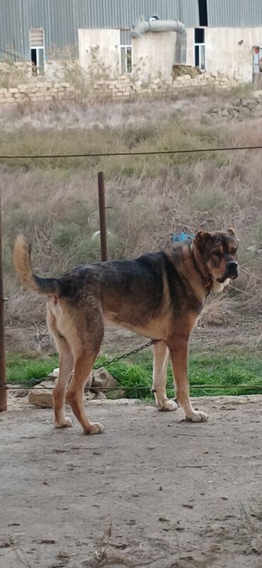 İtlər: Qurdbasar, 2 il, Erkek, Peyvəndli, Ödənişli çatdırılma — 10