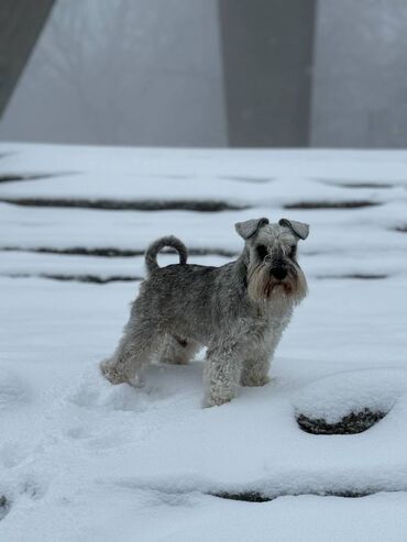 Psi: Odgajivacnica Pet house nudi prelepe stence Patuljastog snaucera Biber — 17