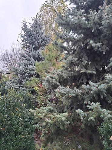 Декоративные деревья: Саженцы деревьев: Ели — 15