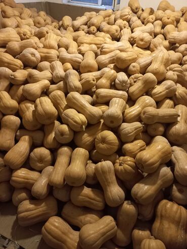 куплю перепелиные яйца и мясо: Продаю тыкву Матильду средний калибр около 2-х тонн