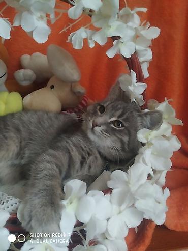 Отдам даром кошку: 3 месяца, Девочка — 4