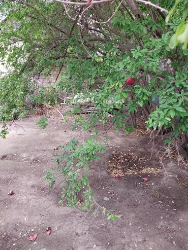 Torpaq sahələrinin satışı: 65 sot, Tikinti, Makler, Kupça (Çıxarış) — 3