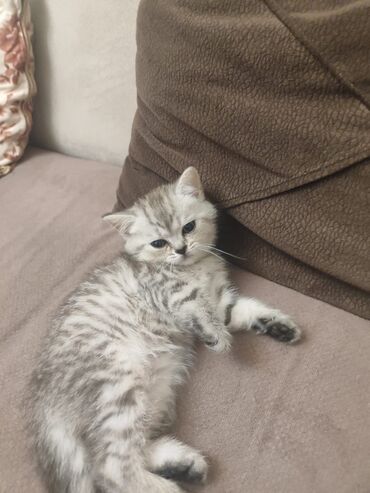 Pişiklər: Britan yastı qulaq, Erkək, Dişi, Yaxşı əllərə, Ünvandan götürmə, Pulsuz çatdırılma, Ödənişli çatdırılma — 59