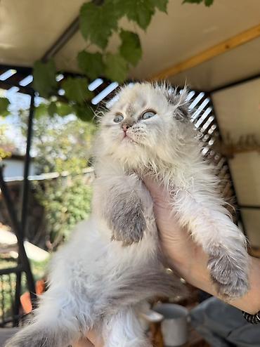 кошка майкун: Скотиш Фолд (Шотландская вислоухая), 2 месяца, Девочка, Серебристая шиншилла, Приучена к лотку, Проглистована, С документами — 4