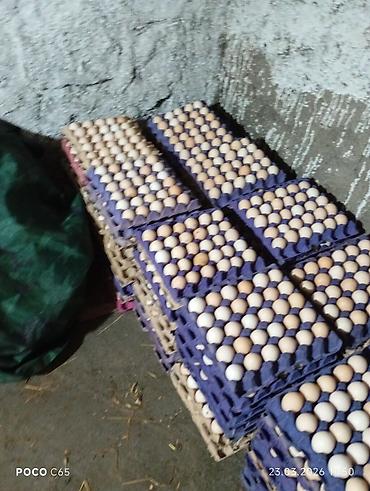 zəncirotu balı: Məhsul: Təmiz kənd təsərrüfatı yumurtaları və yeni çıxmış cücələr — 1