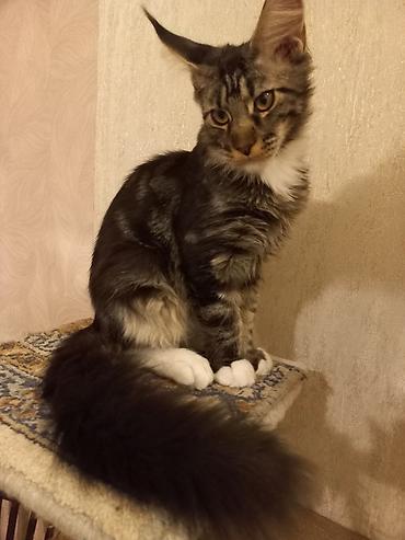 кошка породы мейн кун: Чёрный мраморный мейн-кун готов стать Вашим.☝️😍 Прививки будут — 7