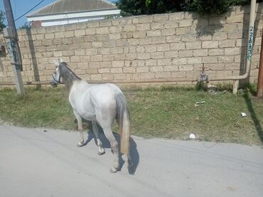 at sekileri: Erkək, Ərəb, il: 8, Ünvandan götürmə