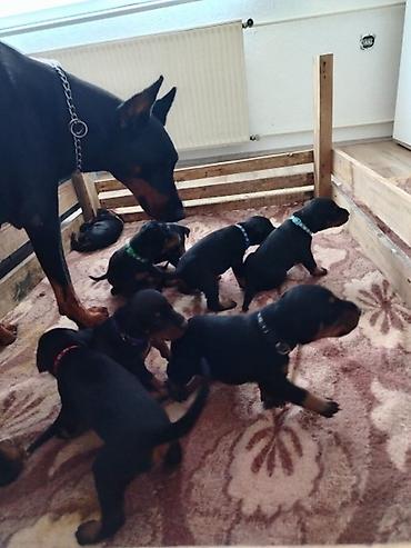 lepi psi: Na prodaju štenci dobermana – vrhunsko poreklo Oštenjeni 17.06.2026 — 1