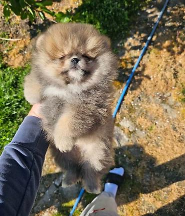 jeftini psi: Najlepsi Pomeranci Boo samo u Pom_Hash_Starsu, bebe najkrace njuskice — 7