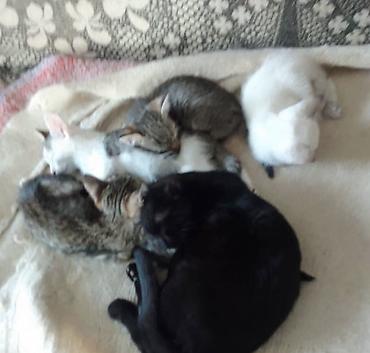 котята простые: Котята домашние, помёт от одной кошки. Окрас разный: - белые; - — 2