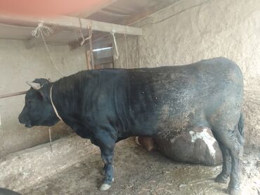 бельгийский бык: Продаю | Бык (самец) | Абердин-ангус | На забой, Для разведения