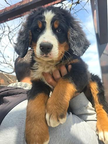 Psi: Bernski planinski pas štenci Na prodaju štenci BERNSKOG PLANINSKOG PSA — 11