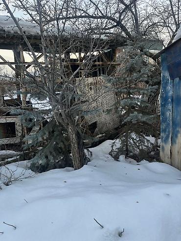 Декоративные деревья: Саженцы деревьев: Ели — 9