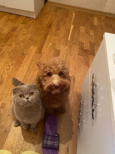 сфинкс кошка цена: Şotland piwiyi çox agillidi mehribandi yaxwi baxacag vaxt ayira