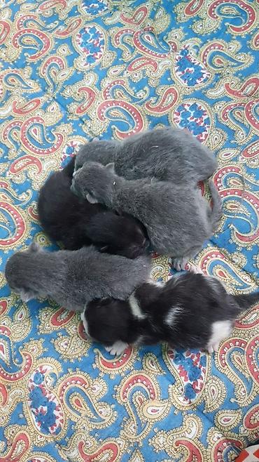 лотки для котят: Котята, помёт из 5 малышей. - Окрасы: несколько серых (голубых) с — 2