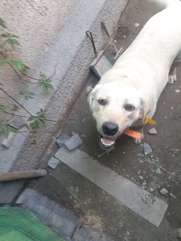 собаки кангал: В раионе Аламединского рынка был найден лабродор. Хозяин отзовись!