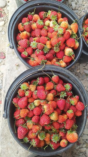 Клубника: Клубника — 5