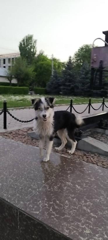 собака колли: Собака даром: Дворняжка, 1 год, Самка, С прививкой — 6