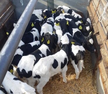 амстафф цена: Сатам | Уй (ургаачы), Бука (эркек), Кунаажын lalafo.kg да амстафф цена: Сатам | Уй (ургаачы), Бука (эркек), Кунаажын