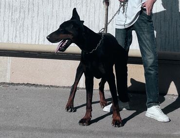 çin aslani: Doberman, 10 ay, Erkek, Cütləşmə üçün, Ünvandan götürmə, Ödənişli çatdırılma