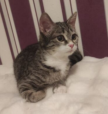 Pişiklər: Tabbi, Yaxşı əllərə — 3