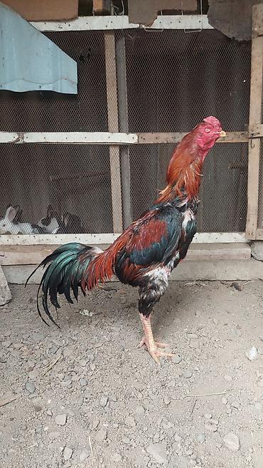 Xoruzlar: Xoruz, il: <1, Pulsuz çatdırılma — 1