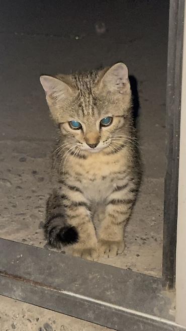 кошки сиамская: Отдам котят в добрые руки!! Есть три котенка рыжая и черно-серая — 1