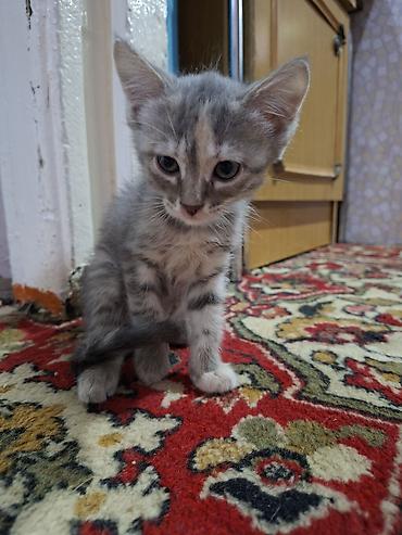 ищу котят: Отдаю котят в добрые руки 1 девочка возраст третий месяц 1 мальчик — 6
