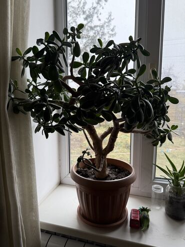 Денежное дерево: Комнатные растения в горшках - Дерево крассула (денежное дерево — 7