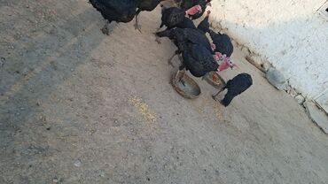 собака долматинец: Продаю | Индюшка (самка) | Черный принц | Племенные