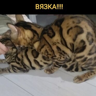 Хомяки: Вязка !!! с Бенгальским котом. Не продажа! Акция!! Весь май ВЯЗКА