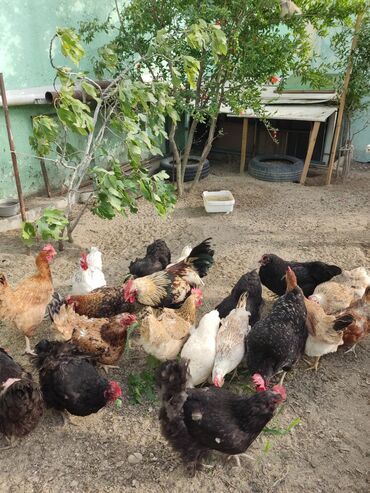 cins ineklerin satisi 2018: Təcili satılır, vaksinleri vurulub tam sağlamdılar, zeng:050 678 90 93