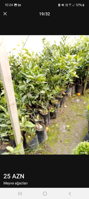 Tinglər: Müxtəlif dekorativ və meyvə ağaclarının tingləri. • Xurma-narıngi — 22