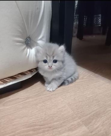 pişik etibarlı: Qızıl şinşilla, Dişi, Yaxşı əllərə, Ünvandan götürmə — 2