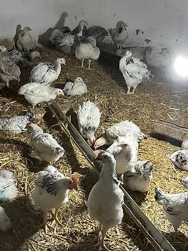 kuban toyuqlari: Safran tüklü ağ-qara rəngli ətlik/toyuk sürüsü - Növ: kənd toyuğu — 2
