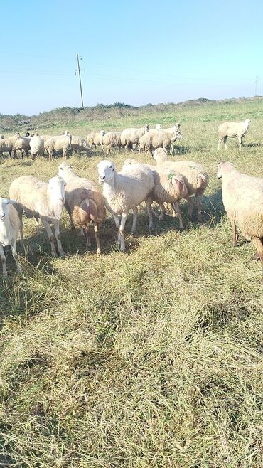 Qoyunlar, qoçlar: Qoyun sürüsü – ət və süd istiqamətli yerli cinslər - Şəkillərdə geniş -da lalafo.az — 2 Qoyunlar, qoçlar: Qoyun sürüsü – ət və süd istiqamətli yerli cinslər - Şəkillərdə geniş — 2