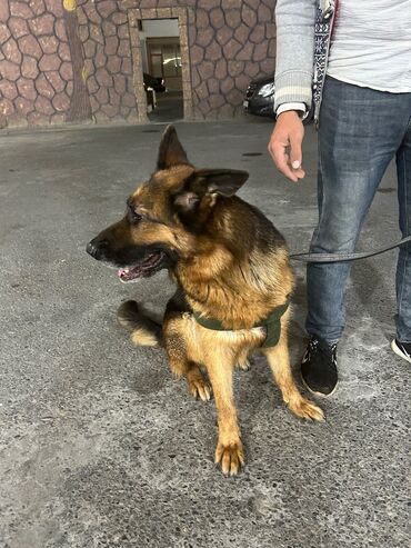 İtlər: Alman çoban iti, 2 il, Dişi, Peyvəndli, Pulsuz çatdırılma -da lalafo.az — 10 İtlər: Alman çoban iti, 2 il, Dişi, Peyvəndli, Pulsuz çatdırılma — 10