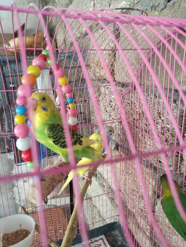 Tutuquşları: Sevgi quşlari biri 15 Azn Dalmatin və sarı-yaşıl rəng çalarlarında bir — 4