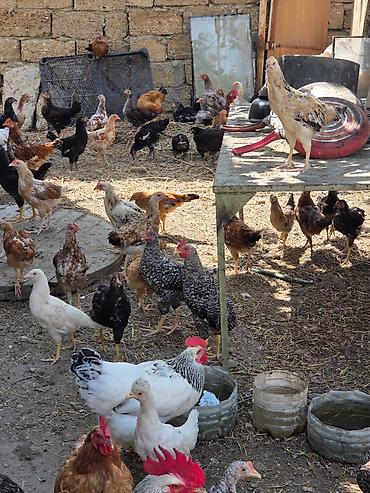 qaz sekli: Həyət beçələri rəngli 8azn sirbriz toyoqlar 20azn — 1