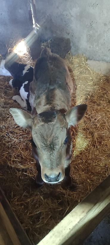 Коровы, быки: Продаю | Музоо, торпок | Голштин, Швицкая | На откорм | Искусственник — 6