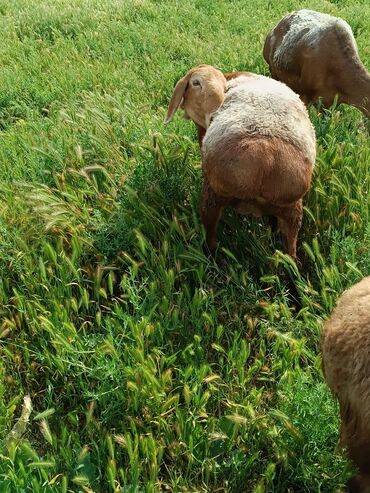 услуги стрижки овец: Продаю | Овца (самка) | Арашан | Для разведения | Матка