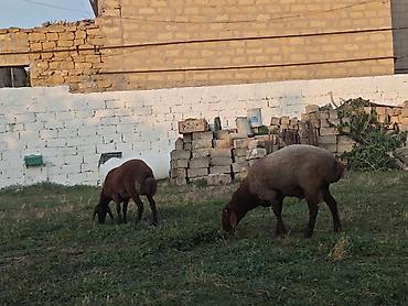 yorga at satilir: 2eded Damazlıq– yerli cins satılır və ya kecilerle dəyişilir ünvan — 1