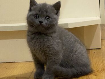 Pişiklər: Şotland yastı qulaq, Ünvandan götürmə, Pulsuz çatdırılma, Ödənişli çatdırılma -da lalafo.az — 7 Pişiklər: Şotland yastı qulaq, Ünvandan götürmə, Pulsuz çatdırılma, Ödənişli çatdırılma — 7