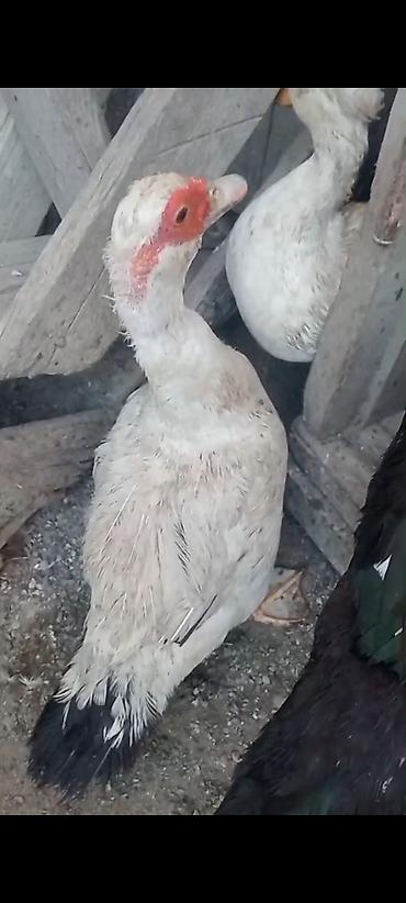 qaz sekli: Qaz,ördek,xoruz satılır.ordekler Lal ve seslidir. tek tek de satılır — 4